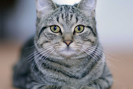 Karmienie małego kota - sprawdzone porady, jak napełnić jego mały brzuszek