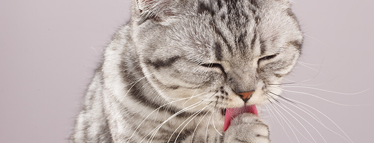 Co oznacza lizanie u kota?