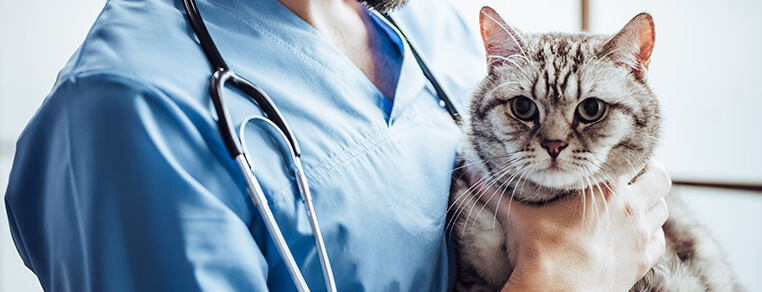 Co to jest koci katar?