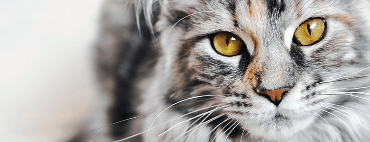 Co to znaczy rasowy kot?