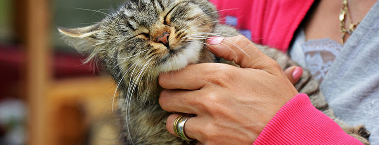 Dlaczego koty mruczą?