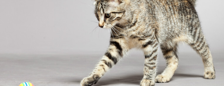 Dom przepełniony zabawą