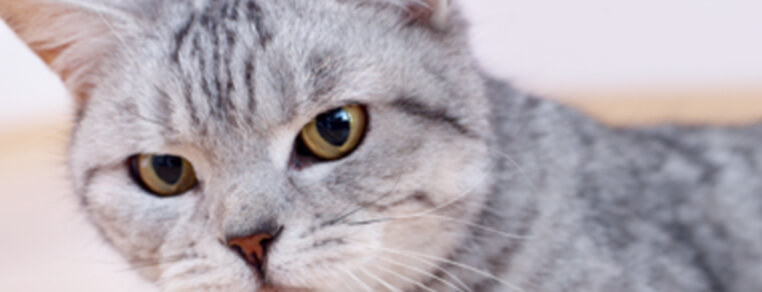 Jak zrozumieć kota?