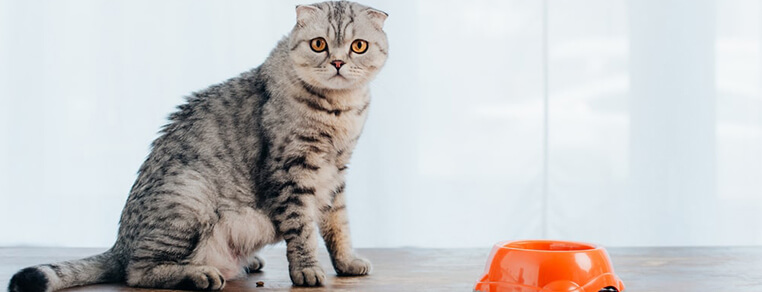 Jak żywić kota, żeby go nie przekarmić