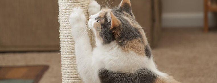 Jaki drapak wybrać dla kota?