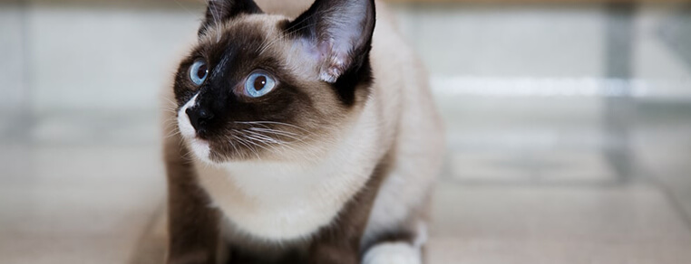 Łączenie karm suchych i mokrych w żywieniu kotów