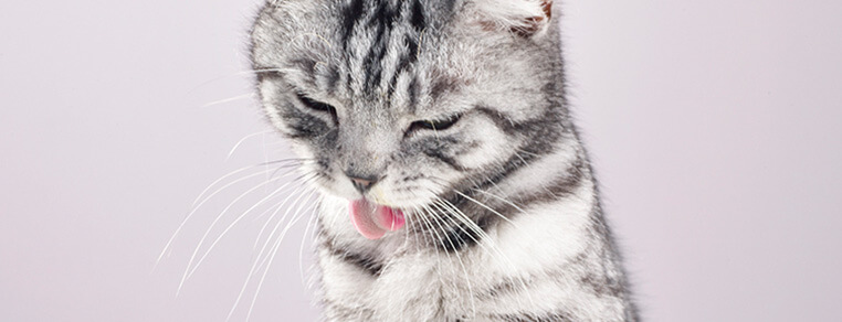  Niezależny charakter kociaka