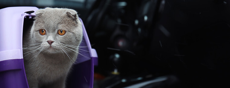 Przywiezienie kociaka do domu