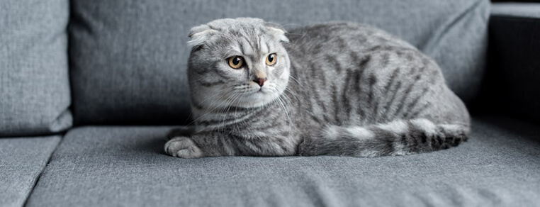 Rodzaje karm gotowych dla kotów