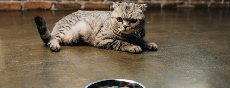 Rola wody w żywieniu kota