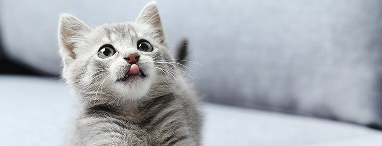 Ustalanie zwyczajów 