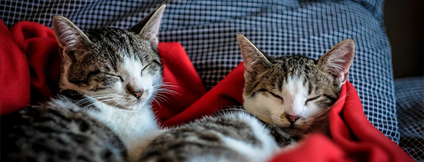 Mleko dla kota - czy nasz mruczek może pić mleko?