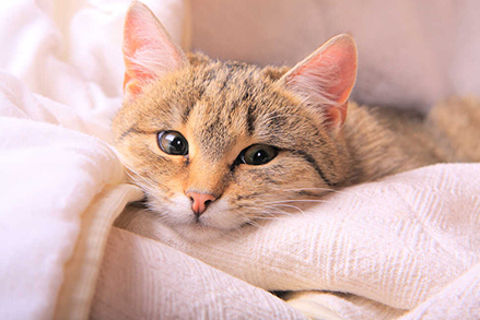 Najlepsza mokra karma dla kota – jak czytać opakowania?