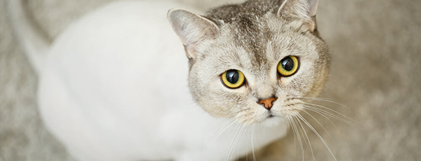 Strzyżenie kota – czy mruczki należy strzyc?