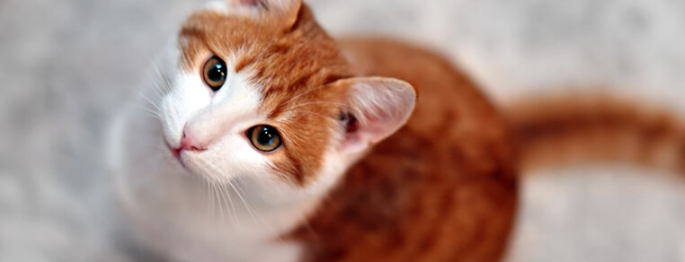 Ile razy dziennie je kot?