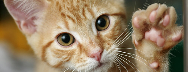 Jaka karma dla kota sprawdzi się najlepiej dla Twojego mruczka?