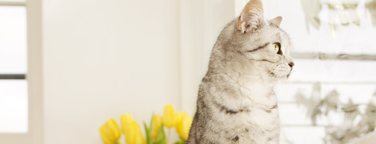 Co zrobić z kotem podczas wyjazdu?