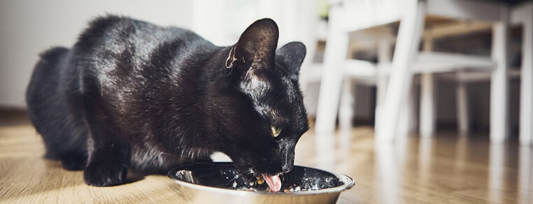 Jak czytać etykiety karm gotowych dla kotów?