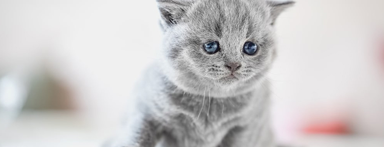 Jaką rasę kota wybrać?