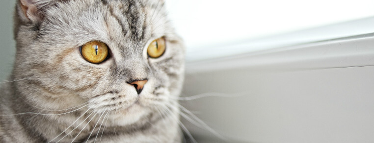 Letnie ochłodzenie dla kota