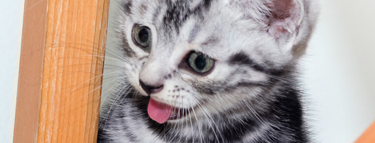 Myślisz o zaopiekowaniu się kociakiem?