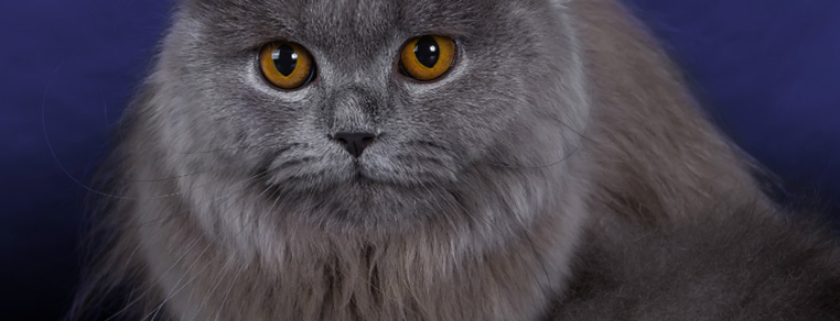 Pomocy – mam alergię na koty!