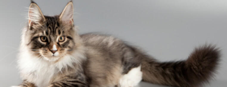 Poznawanie swojego kota