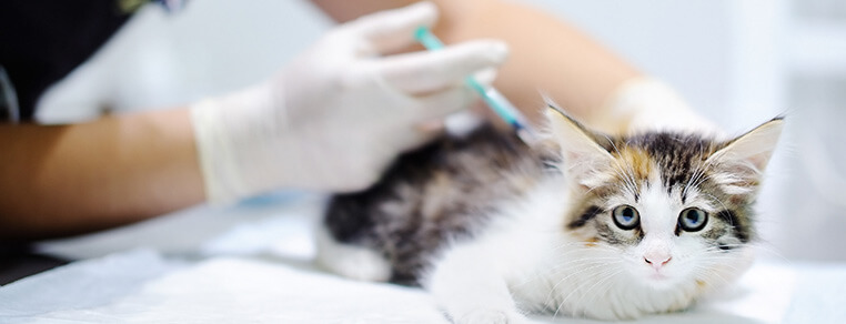 Szczepienia dla kotka