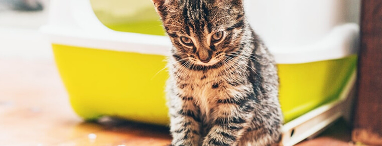 Wybór kuwety dla kota