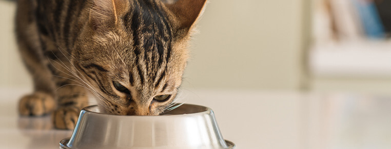 Zachowanie społeczne u kota