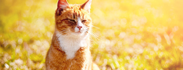 Żywienie kota pierwszym krokiem do zawiązania przyjaźni