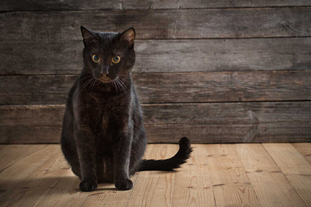 Woda dla kota - czy kot może pić wodę? Jaki rodzaj podawać naszemu mruczkowi?